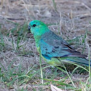 Red-rumped Parrot