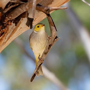 White-plumed Honeyeater