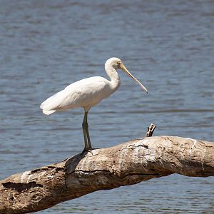 Yellow-billed Spoonbill