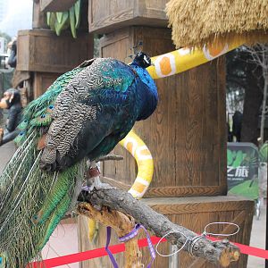 Peacock on a stick at entrance
