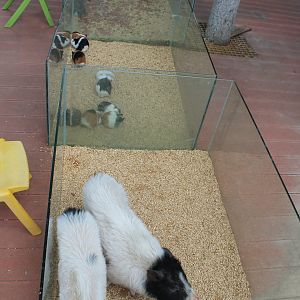 Piglets, Guinea Pigs, Rabbits