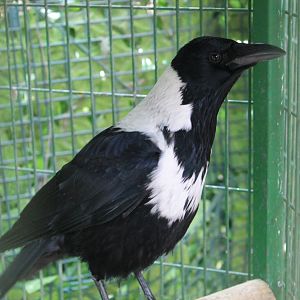 Collared Crow (Corvus torquatus)