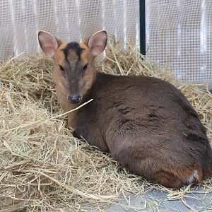 Reeves' Muntjac