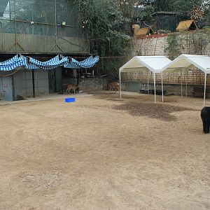 Sika and Miniature Horse