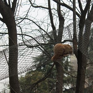 Blonde-mutation Red-bellied Squirrel (Callosciurus erythraeus)