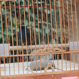 Plumbeous Water Redstart (Phoenicurus fuliginosus)