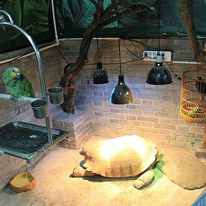 African Spurred Tortoise