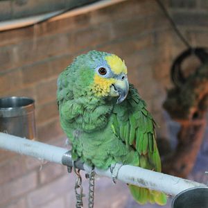 Orange-winged Amazon