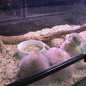 Black-tailed Prairie Dogs