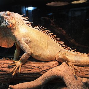 Green Iguana