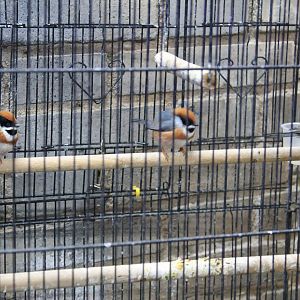 Black-throated Tits (Aegithalos concinnus)