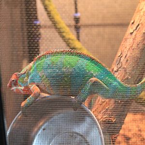 Panther Chameleon