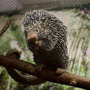 Brazilian Porcupine
