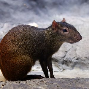Red-rumped Agouti