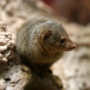 Dwarf Mongoose