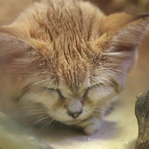 Sand Cat
