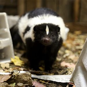 Striped Skunk