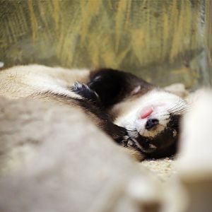 Black-footed Ferret (Mustela nigripes)