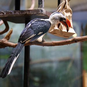 Von der Decken's Hornbill, December 2016