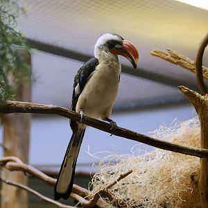 Von der Decken's Hornbill, January 2018