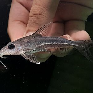 Boulenger's Mouse Catfish (Hemidoras boulenegeri)