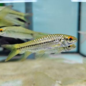 Blackstripe Barb (Enteromius macrops)