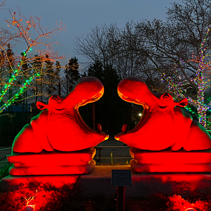 Toledo Zoo Lights Before Christmas Hippo Statues