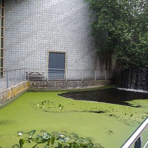 Pond next to Animazia entrance, 2024-06-23