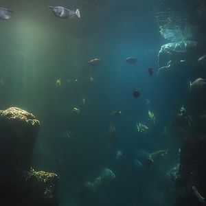 Animazia - Sea turtle and fish tank, 2024-06-23