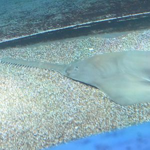 Dwarf sawfish - Maxell Aqua Park Shinagawa