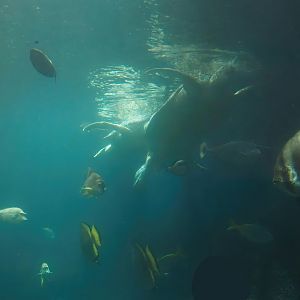 Animazia - Green sea turtle and fish, 2024-06-23