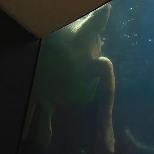 Animazia - Green turtle (Chelonia mydas), 2024-06-23