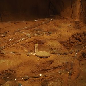 Animazia - Naked mole-rat exhibit, 2024-06-23