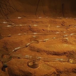 Animazia - Naked mole-rat exhibit, 2024-06-23