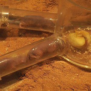 Animazia - Naked mole-rats (Heterocephalus glaber), 2024-06-23