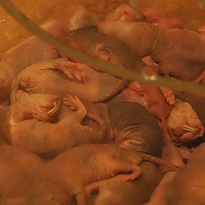 Animazia - Naked mole-rats (Heterocephalus glaber), 2024-06-23