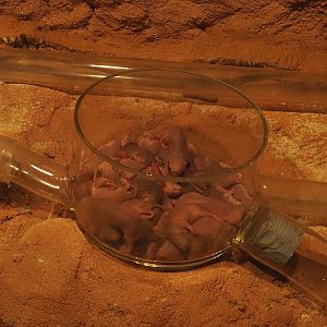 Animazia - Naked mole-rats (Heterocephalus glaber), 2024-06-23