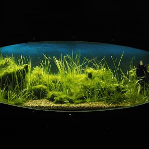 Animazia - Asian freshwater tank, 2024-06-23