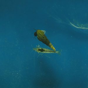 Animazia - Red-rimmed melania (Melanoides tuberculata) and Unidentified freshwater shrimp in Asian tank, 2024-06-23