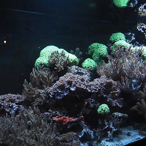 Animazia - Marine tank with fluorescent corals, 2024-06-23