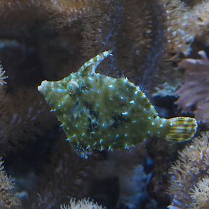 Animazia - Bristle-tail file-fish (Acreichthys tomentosus), 2024-06-23