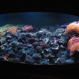 Animazia - Marine tank with anemones, clownfish, flame angelfish and Royal gramma, 2024-06-23