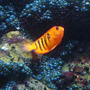 Animazia - Flame angelfish (Centropyge loricula), 2024-06-23