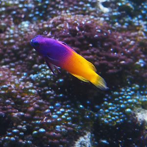 Animazia - Royal gramma (Gramma loreto), 2024-06-23