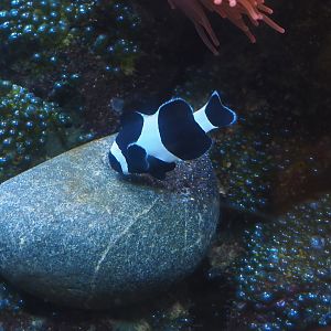 Animazia - Black clown anemonefish (Amphiprion ocellaris), 2024-06-23