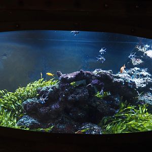 Animazia - Marine tank with Banggai cardinalfish and Sea goldie, 2024-06-23