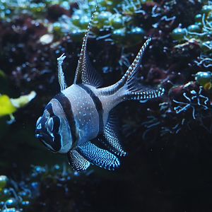 Animazia - Banggai cardinalfish (Pterapogon kauderni), 2024-06-23