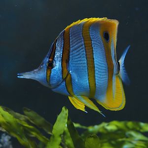 Animazia - Copperband butterflyfish (Chelmon rostratus), 2024-06-23