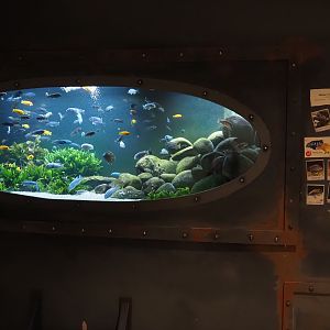 Animazia - Malawi cichlid tank, 2024-06-23