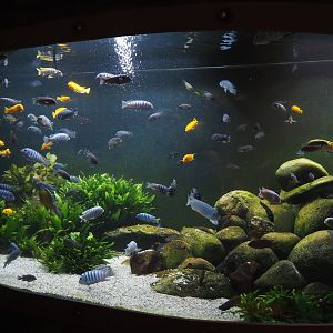 Animazia - Malawi cichlid tank, 2024-06-23